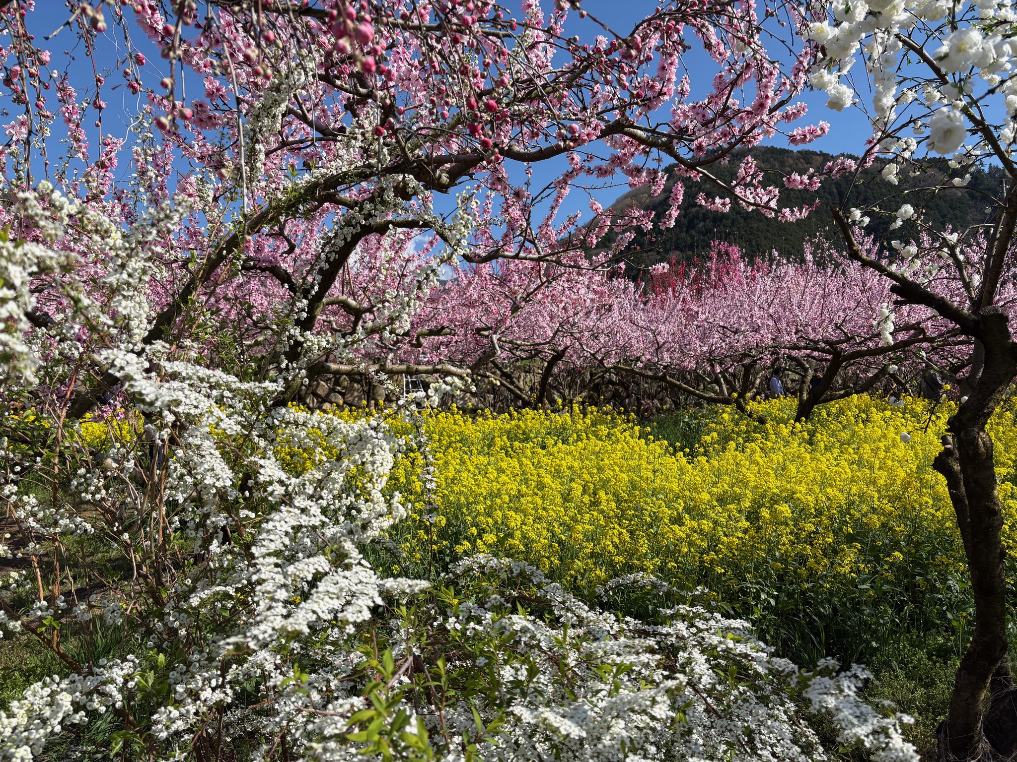 桃・菜の花・白い花が同時に咲く駒沢農園第2農園。まさに桃源郷