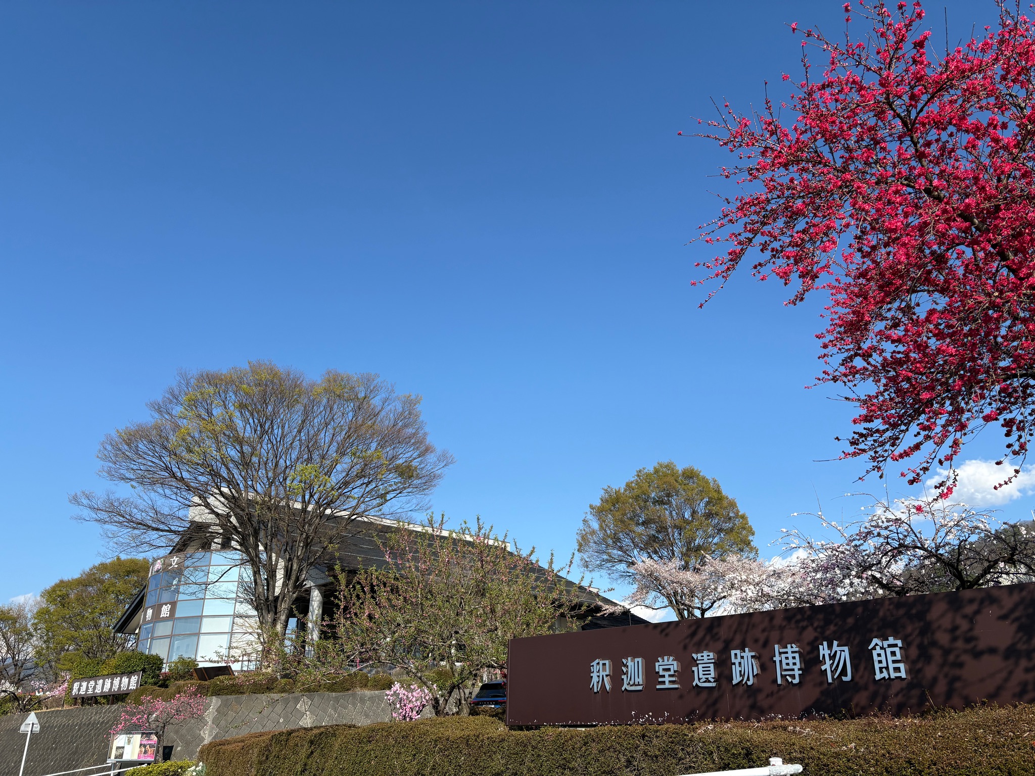 春の釈迦堂遺跡博物館。花桃と桜が同時に楽しめる